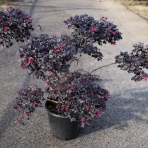 Loropetalum čínske (Loropetalum Chinense) ´BLACK PEARL´ - výška 100-120 cm, kont. C9L - PONPON